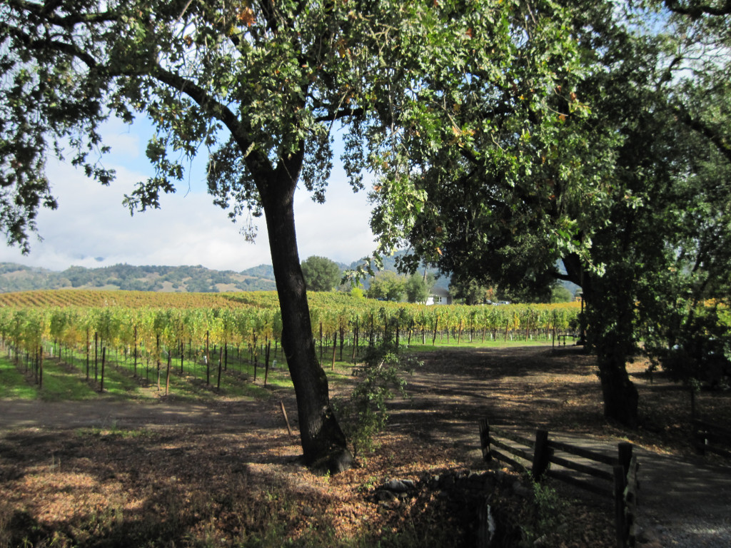 Vineyards in color Starlite Winery (Linda C)