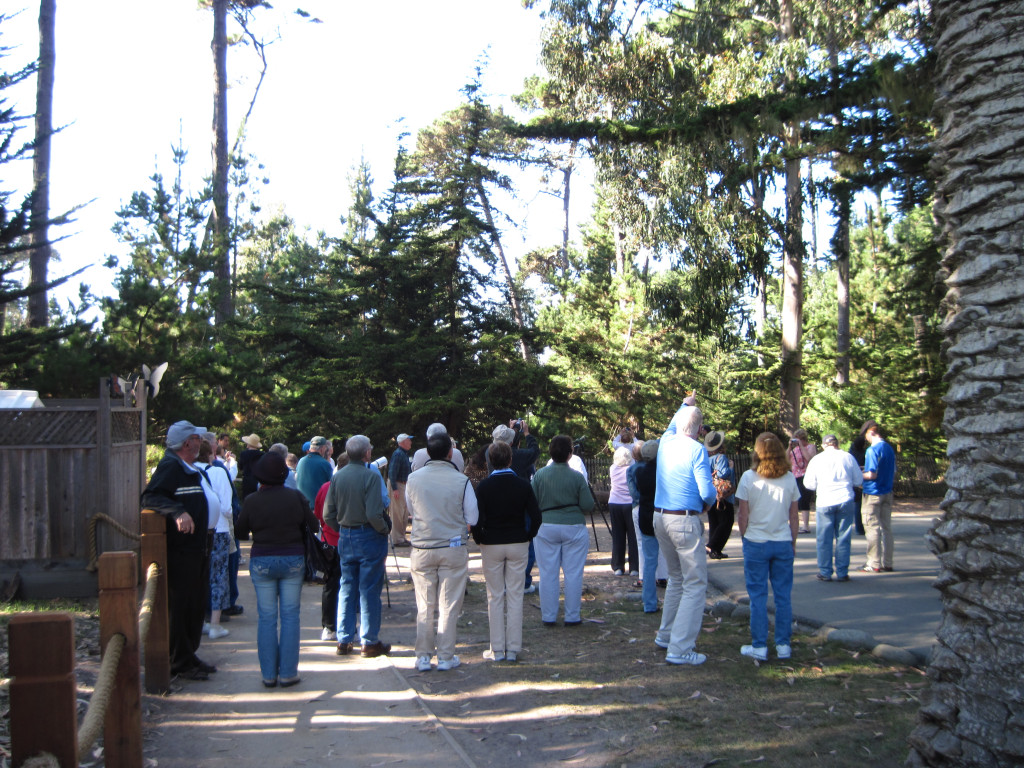 Pacific Grove Monarch Sanctuary (Linda C)