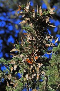 Monarchs-4 Clustering (Scott E)