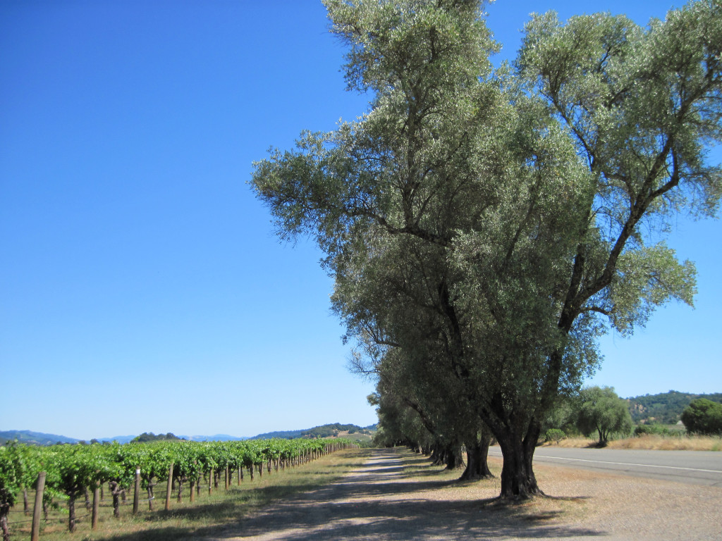 Olive Trees Along Route Near Asti (Linda C)