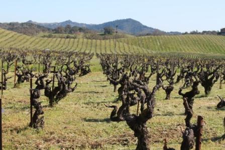 Head Pruned Zin Vineyard at Ridge Lytton Springs (Linda C)