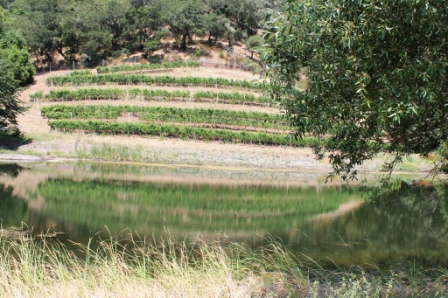 Vineyard reflected in pond (Linda C)
