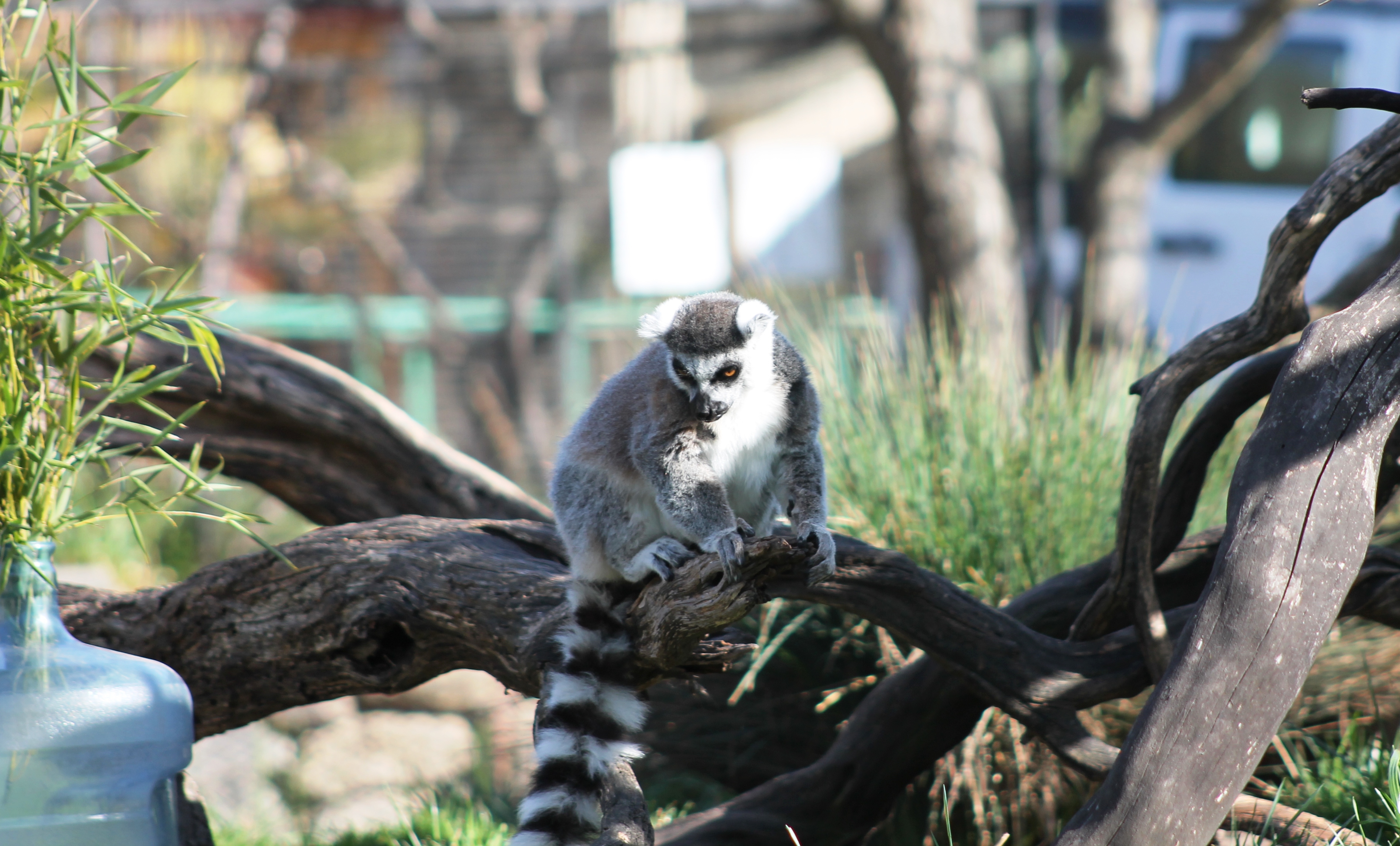 IMG_4857 Lemur