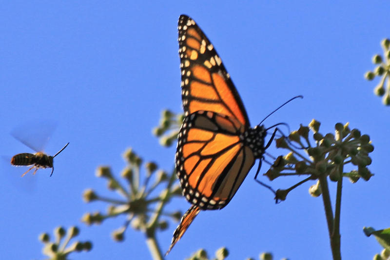 Monarchs-10 with bee in pursuit (Scott E)