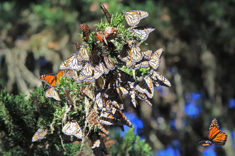 Monarchs-13 Cluster on Pine Tree (Scott E)