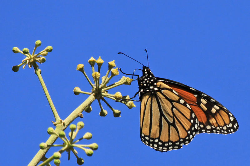 Monarchs-1 Pacific Grove (Scott E)