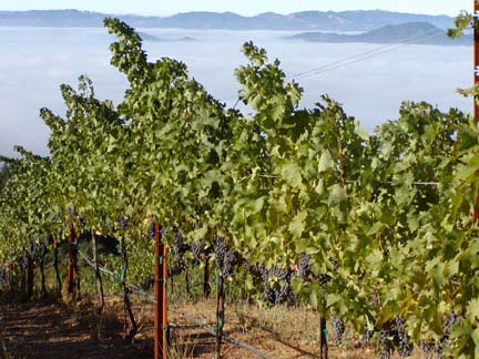 Grapes and Fog - Pine Mountain - Cloverdale Peak