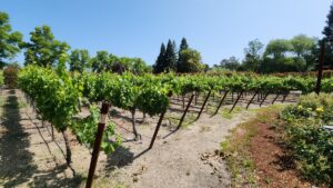 Sonoma County Wine Country – Deep Dive: Day I