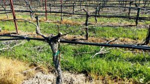 Pruning Season in the Russian River Valley – Benovia Winery