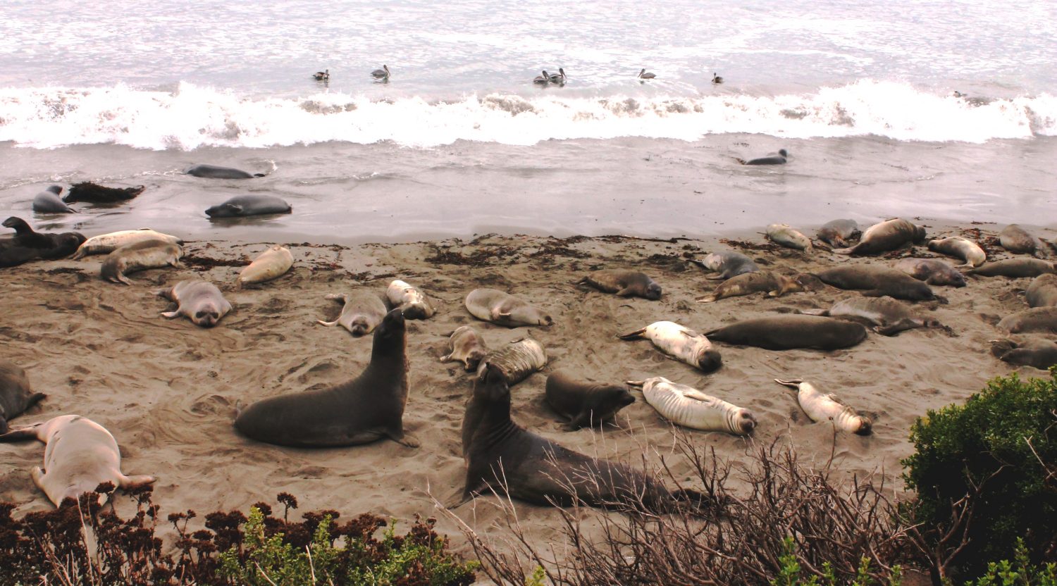 Elephant Seals and Castles – Cambria, California | Bites, Flights and