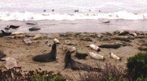 Elephant Seals and Castles – Cambria, California